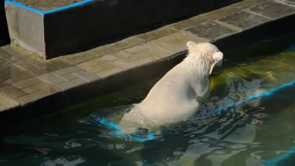 Детеныш белого медведя играет в воде — стоковое видео