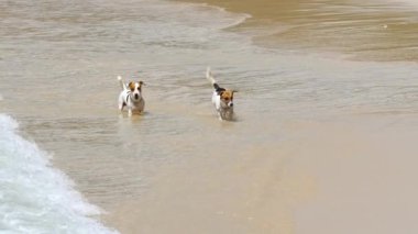 Jack Russell Terrier köpekleri sahilde