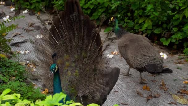 Portrait de beau paon avec plumes