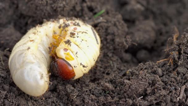 Può larva bug nel terreno — Video Stock