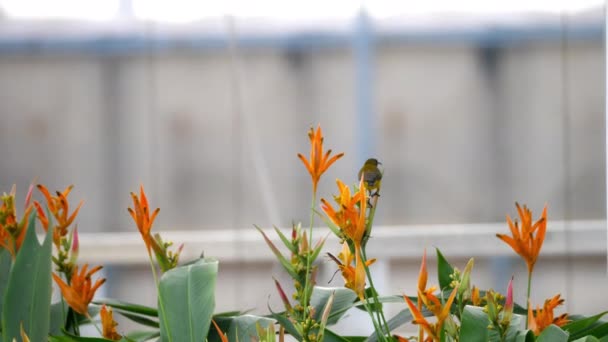 Pássaro roxo na flor do paraíso pássaro — Vídeo de Stock