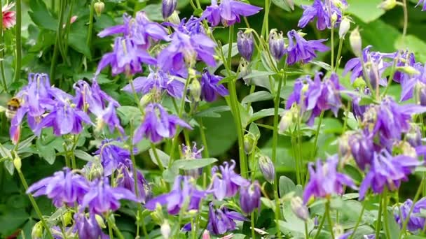 Bumblebee em flor de aquilegia — Vídeo de Stock