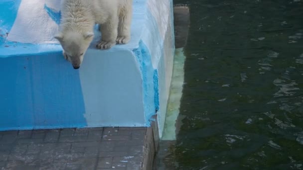 Полярний ведмідь з дитиною, що грає у воді — стокове відео