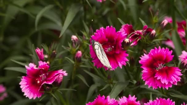 Borboleta branca de veios pretos — Vídeo de Stock