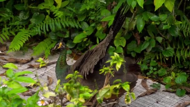 Retrato de hermoso pavo real con plumas — Vídeo de stock