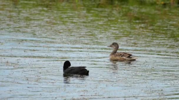 Mallard pato guarda sus patitos — Vídeo de stock