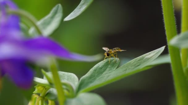 Gelb-schwarze Schwebfliege aus nächster Nähe — Stockvideo