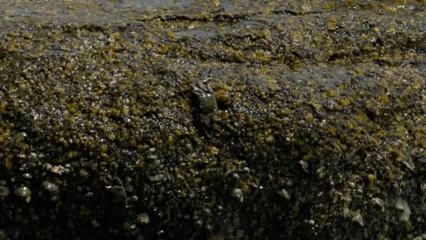 Krabben en rockskippers op de rots op het strand — Stockvideo