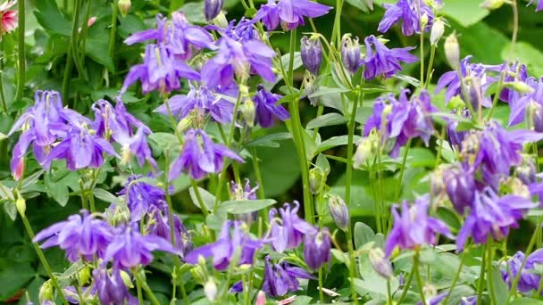 Bourdon sur fleur aquilegia — Video