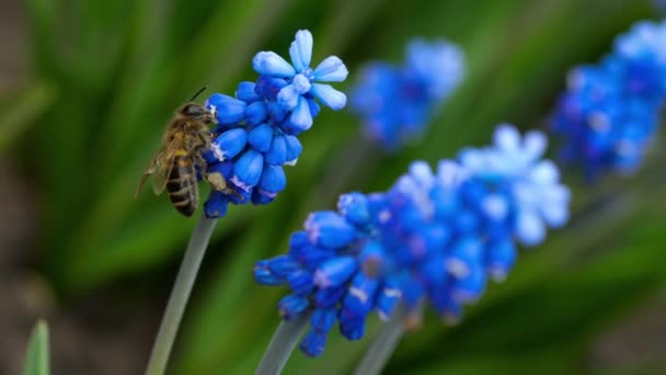 Abeille sur la fleur de Muscari — Video