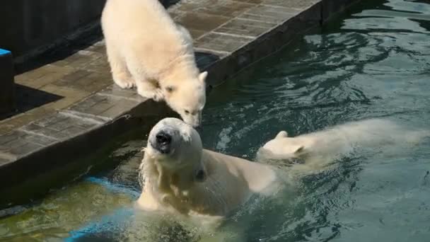 Niedźwiedź polarny z Cubs grając w wodzie — Wideo stockowe