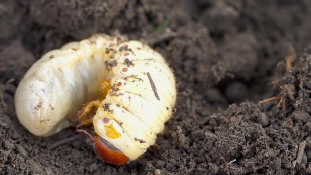 Semoga larva bug dalam tanah — Stok Video