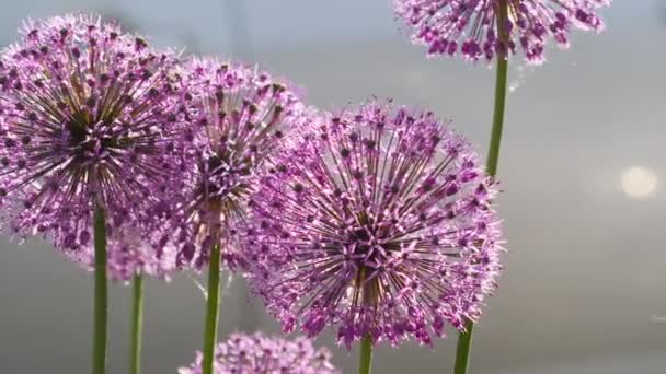 Insectos en la flor de cebolla — Vídeos de Stock