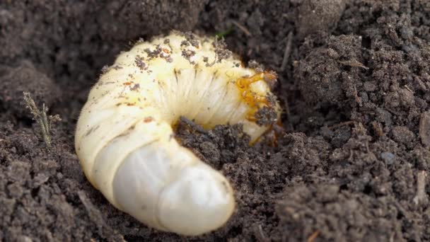 Puede larva insecto en el suelo — Vídeos de Stock