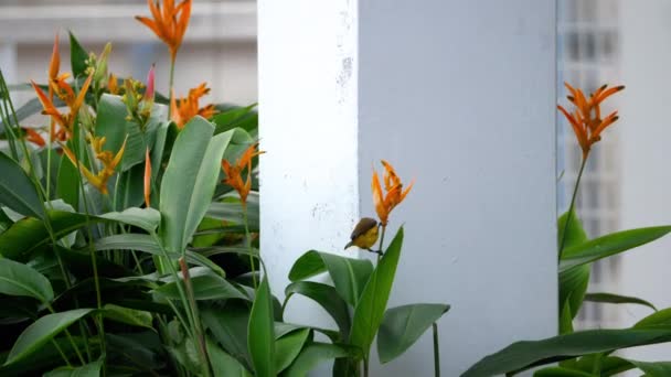 Pássaro roxo na flor do paraíso pássaro — Vídeo de Stock