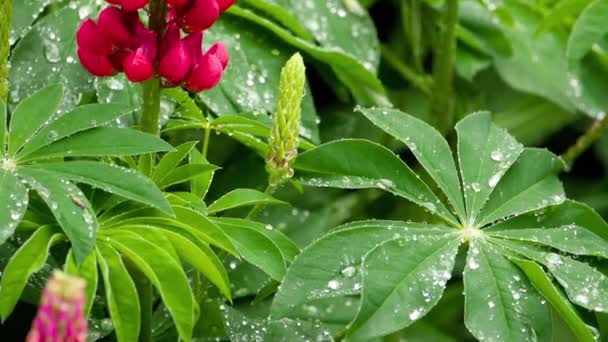 Lupine λουλούδια και φύλλα με σταγόνες βροχής — Αρχείο Βίντεο