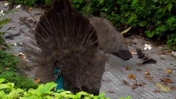 Portrait of beautiful peacock with feathers — Stock Video