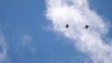 Gökyüzünde Wingsuite skydivers