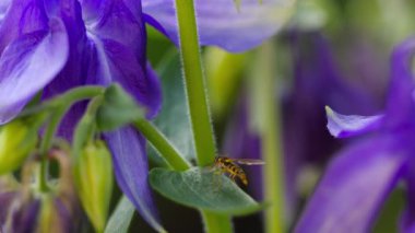 Sarı-siyah hoverfly yakın çekim