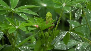 Lupine tomurcukları ve yağmur damlaları ile yaprakları