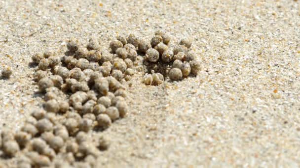 Pračky písku krab, detail — Stock video