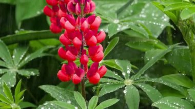 Yağmur damlaları ile Lupine çiçekler ve yaprakları