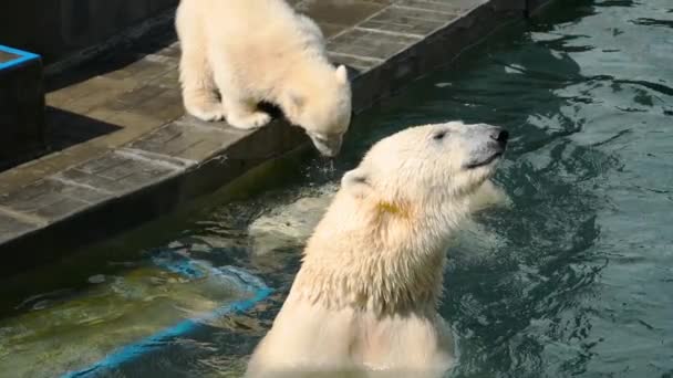 Eisbär mit Jungen beim Spielen im Wasser — Stockvideo