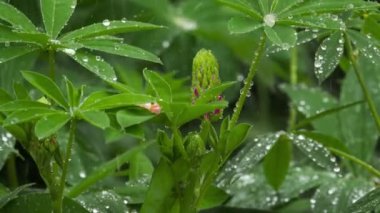 Lupine tomurcukları ve yağmur damlaları ile yaprakları