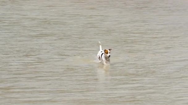 杰克罗素Terrier狗在海滩上 — 图库视频影像