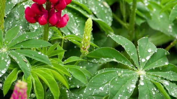 Люпин цветы и листья с каплями дождя — стоковое видео
