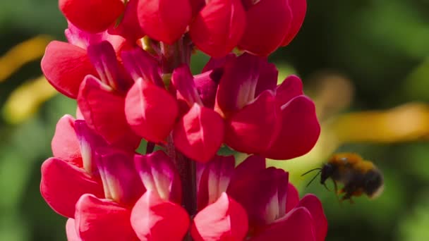 Bumblebee op rode lupine bloem — Stockvideo