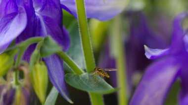Sarı-siyah hoverfly yakın çekim