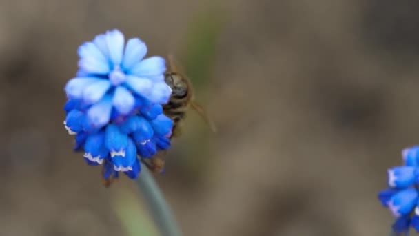 Bee on the Muscari flower — Stock Video