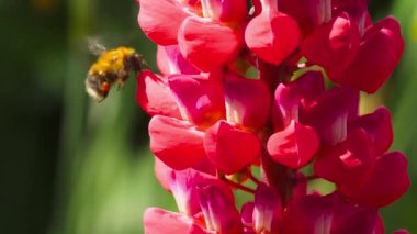 Bumblebee üzerinde kırmızı Lupine çiçek