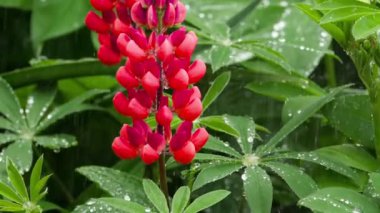 Yağmur damlaları ile Lupine çiçekler ve yaprakları