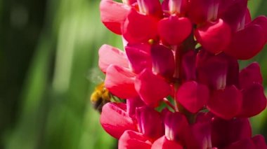 Bumblebee üzerinde kırmızı Lupine çiçek