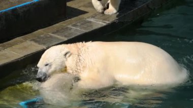 Yavrulu kutup ayısı suda oynuyor