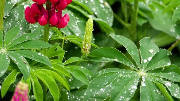 Fiori e foglie di lupino con gocce di pioggia — Video Stock