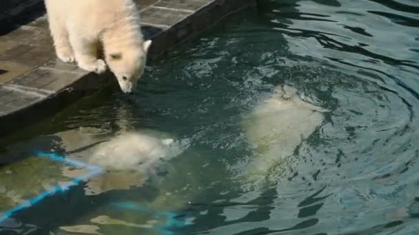 Oso polar con cachorros jugando en el agua — Vídeo de stock