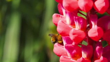 Bumblebee üzerinde kırmızı Lupine çiçek