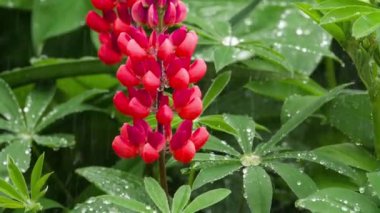 Yağmur damlaları ile Lupine çiçekler ve yaprakları