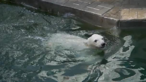 Lední medvídě se hraje ve vodě — Stock video