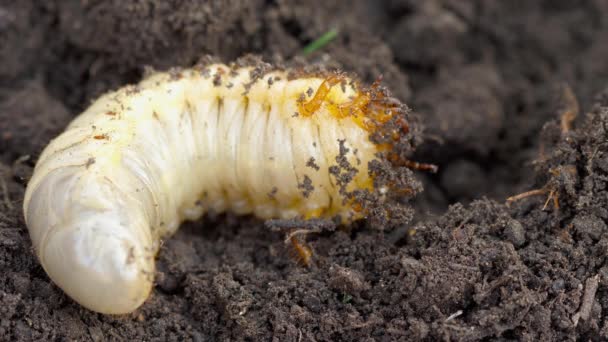 Toprakta mayıs böcek larvası — Stok video