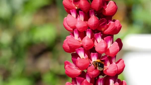 Bumblebee op rode lupine bloem — Stockvideo