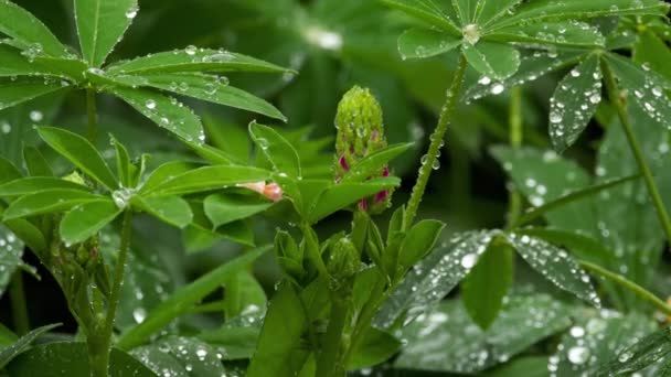 Gemme e foglie di lupino con gocce di pioggia — Video Stock