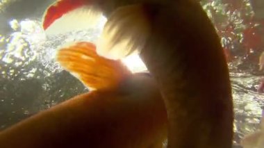 Sualtı Koi balık gölet yeme.