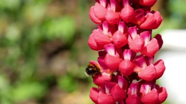 Bumblebee üzerinde kırmızı Lupine çiçek