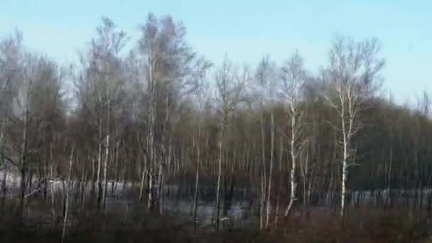 Sibiriska våren landskap — Stockvideo