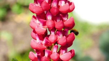 Bumblebee üzerinde kırmızı Lupine çiçek
