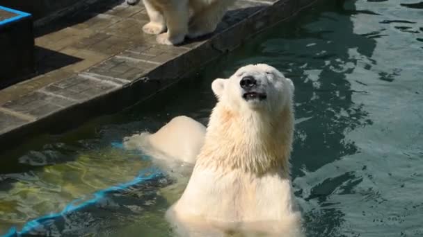 Ours polaire avec des oursons jouant dans l'eau 